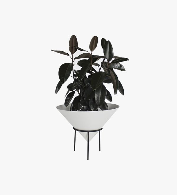 vase plant 1