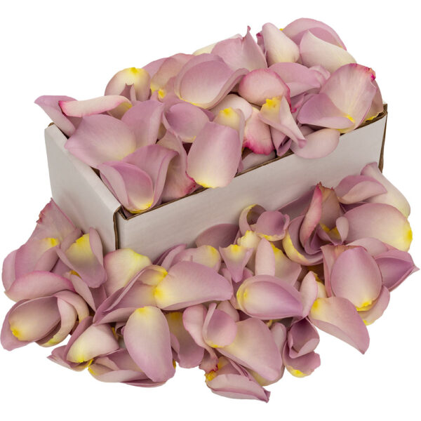 1 Box of Lilac Rose Petals