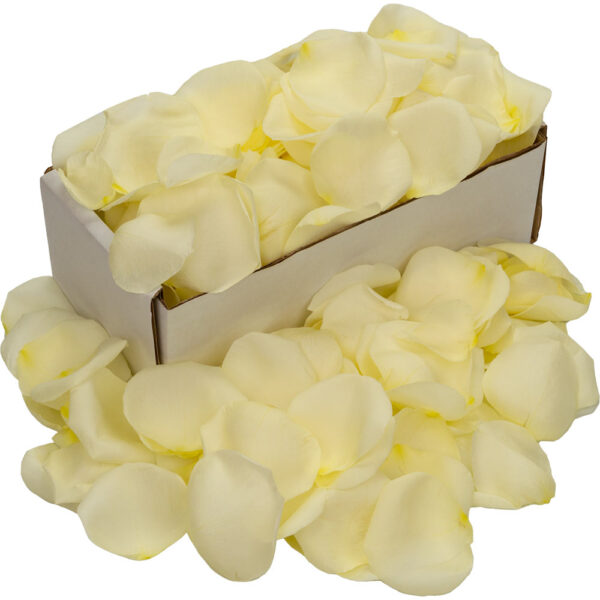 1 Box of White Avalanche Rose Petals