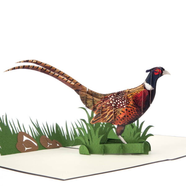 Wild Pheasant Pop Up Card